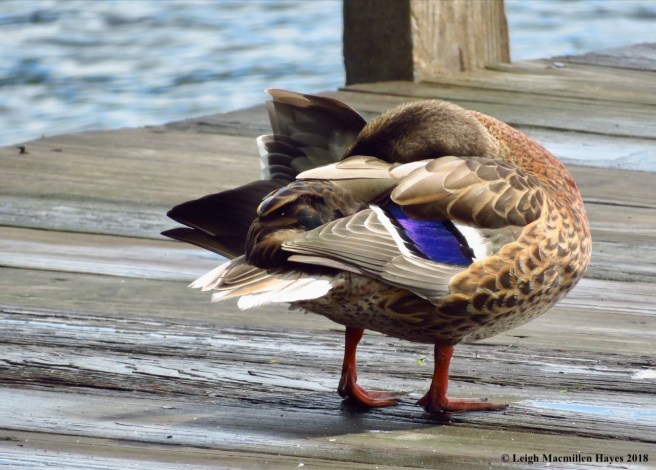 w6-even deeper under the wing