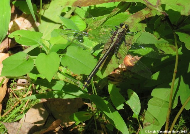 1-lancet clubtail