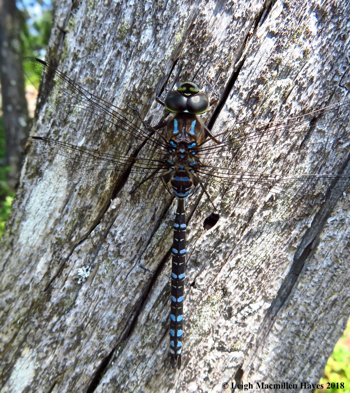 10-Lake Darner Dragonfly
