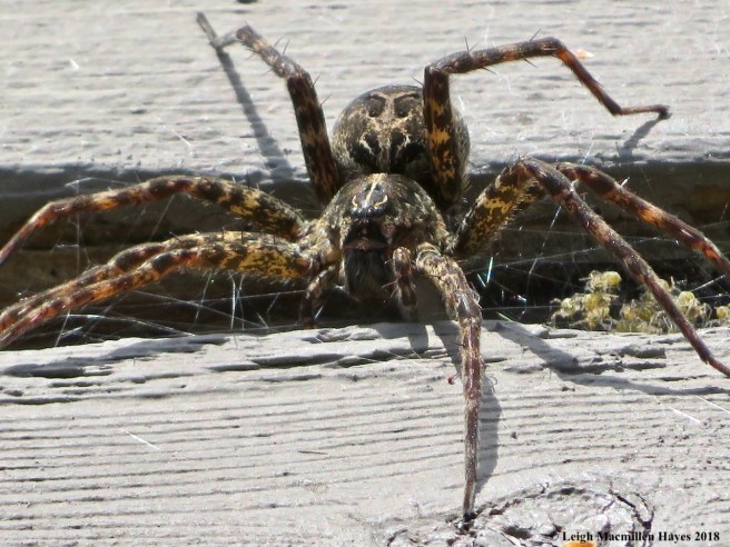 12-Charlotte the spider