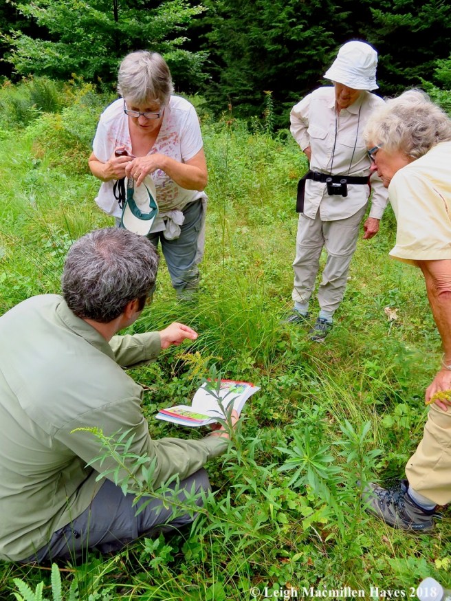 12-meadow goldenrods