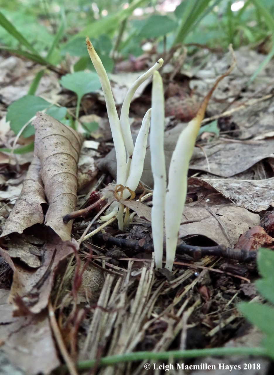12-white spindle fungi