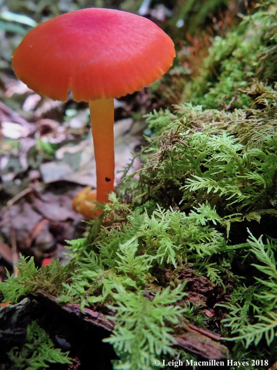 12b-scarlet waxy cap