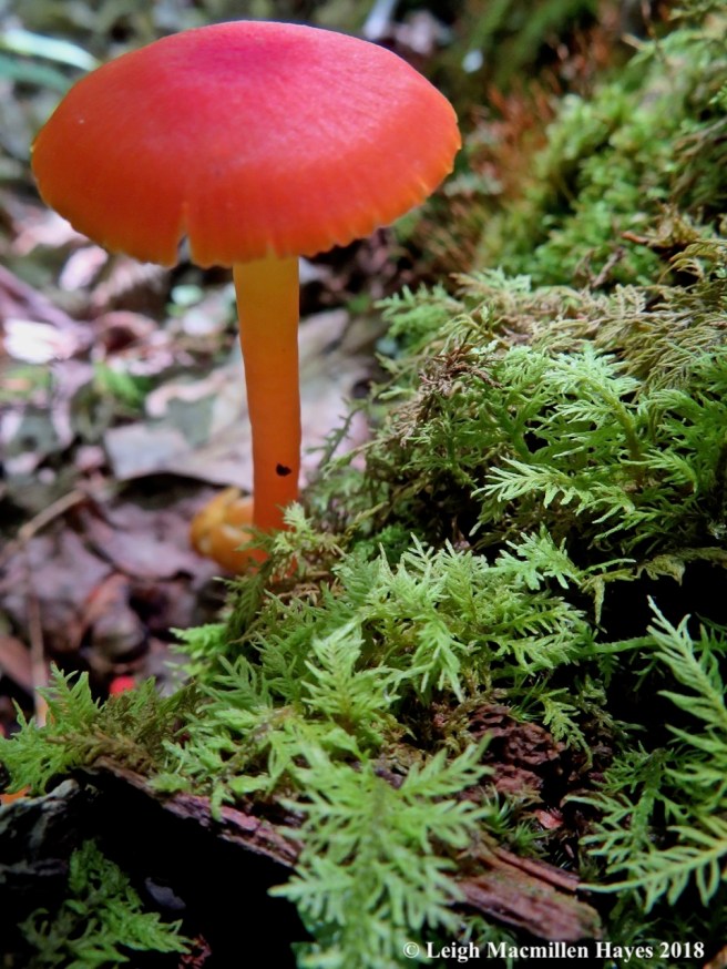12b-scarlet waxy cap