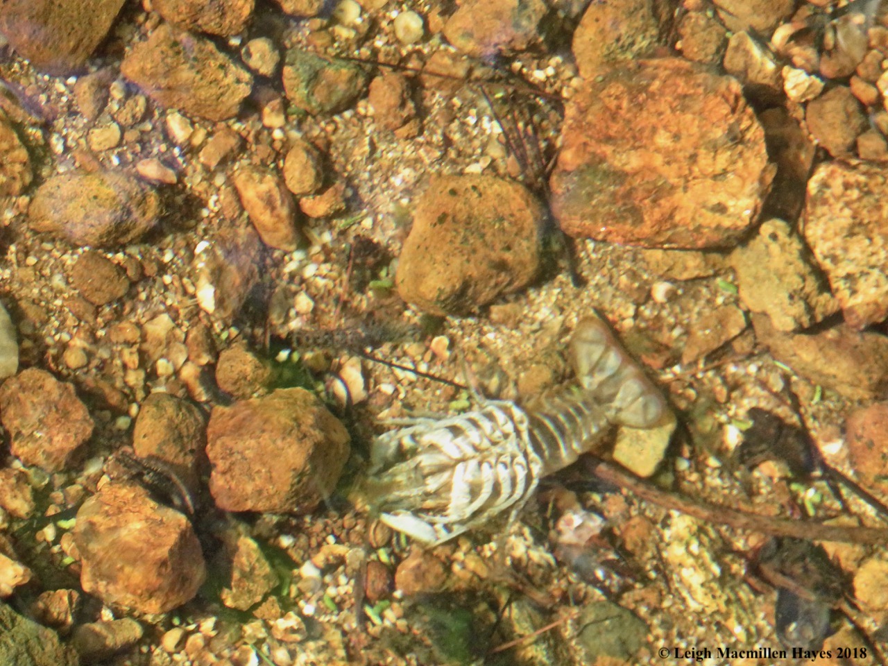 13a-crawfish skeleton