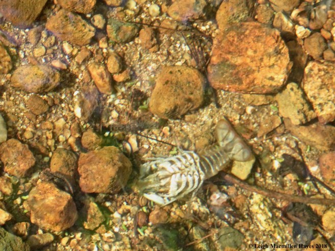 13a-crawfish skeleton