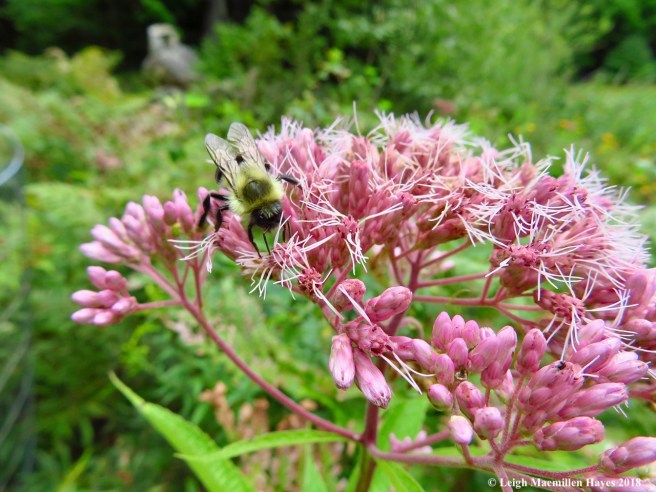 15-bees on Joe Pye Weed