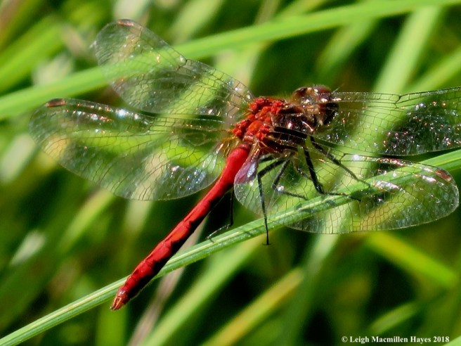 15-cherry-faced meadowhawk