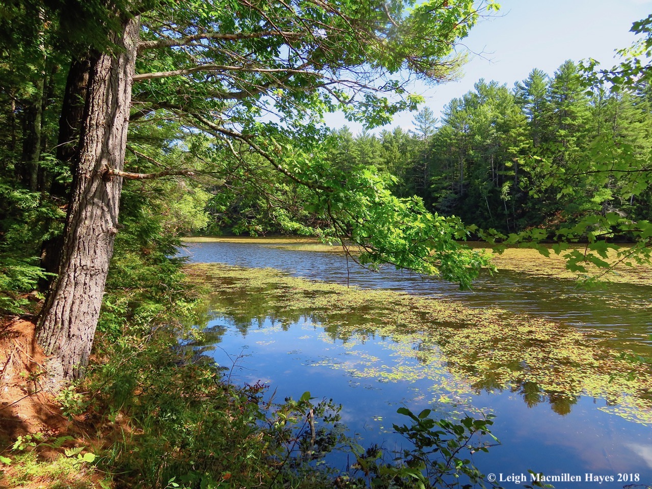 15a-Beside Kezar River