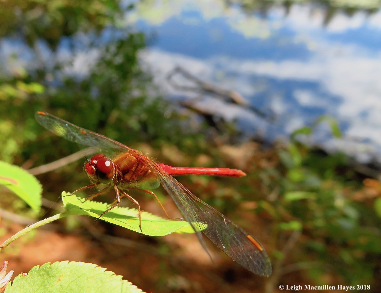 16-Autumn Meadowhawk Dragonfly