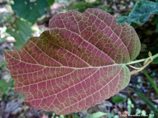 16-hobblebush leaves