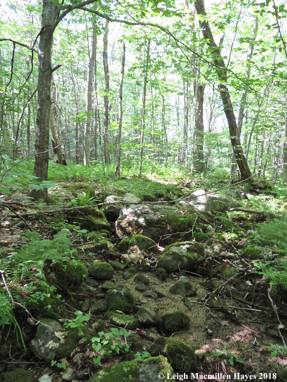 16c-brook to wetland