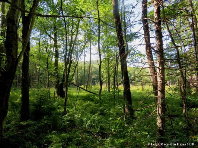 17-back to the wetland