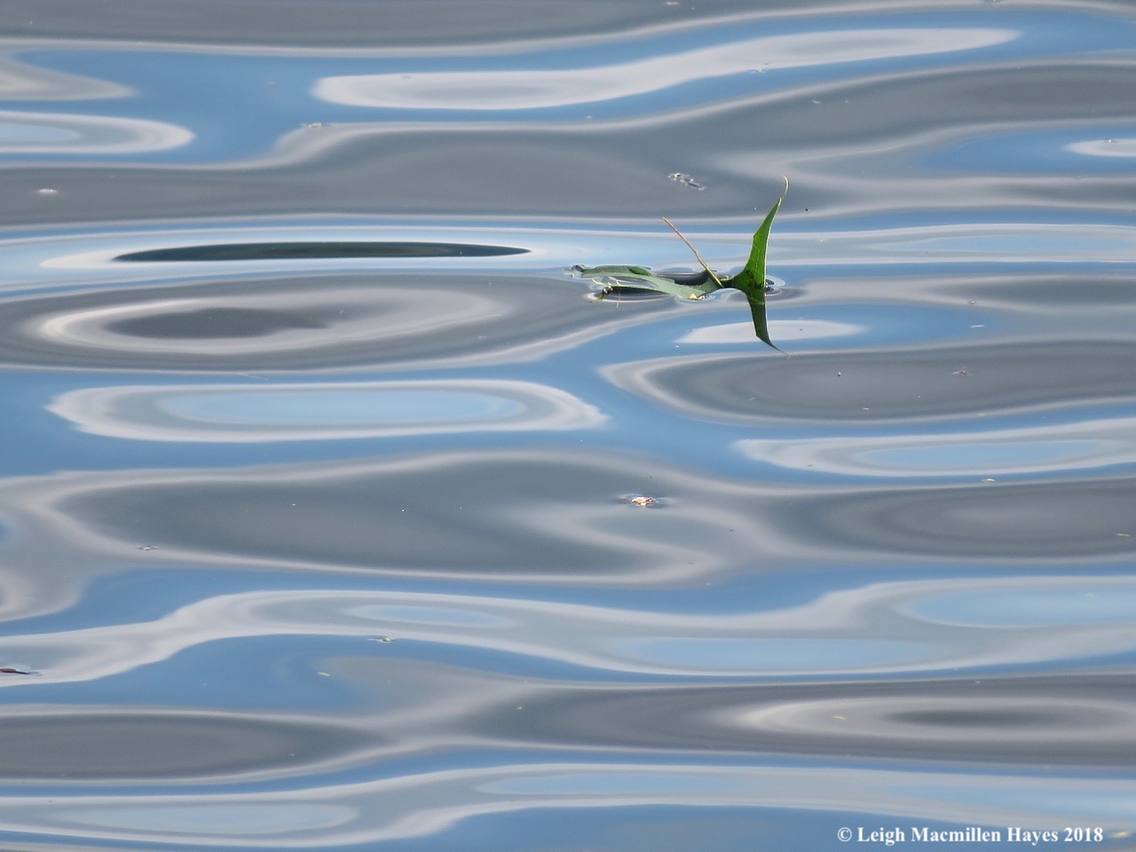 17-wave:sky patterns interrupted by leaf