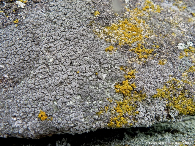 18-granite-speck rim lichen