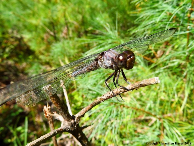 19-Mrs. Slaty Skimmer