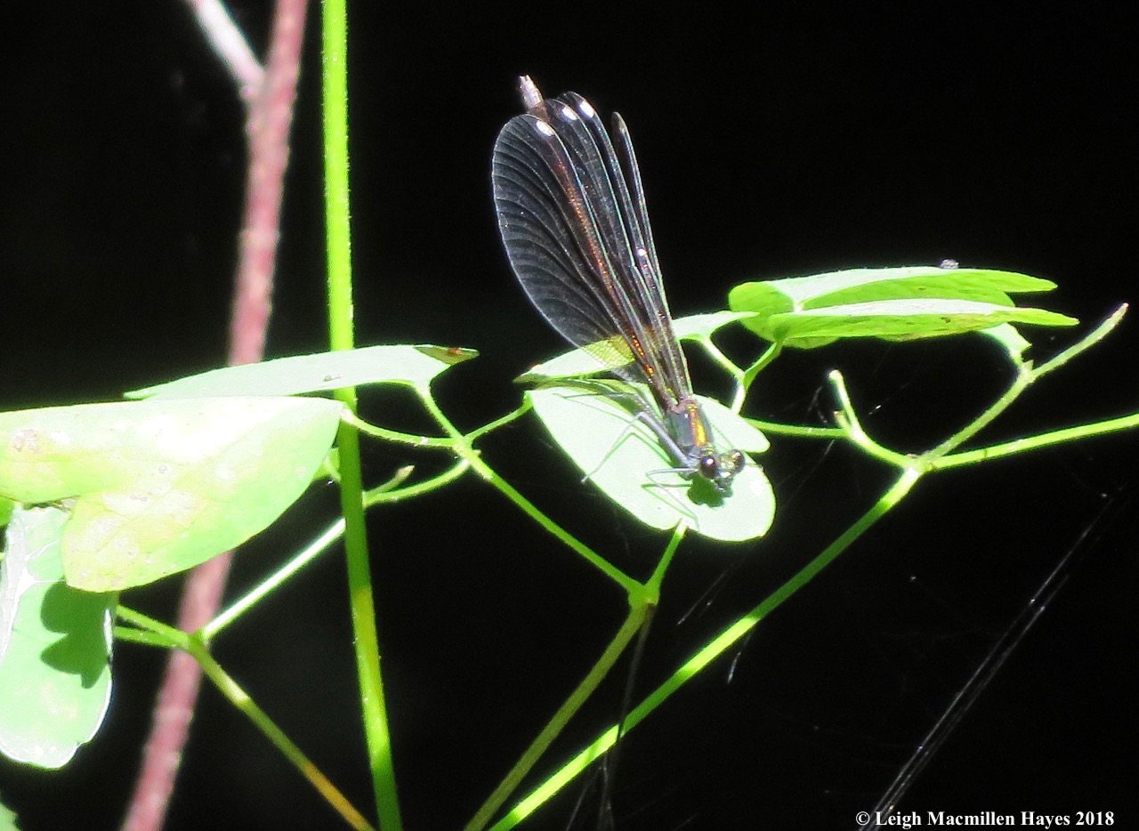 2-ebony jewelwing damselfly