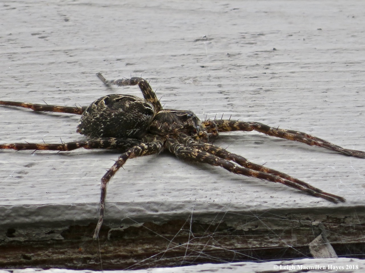 2-fishing spider bristles