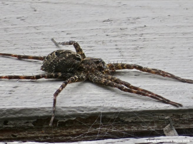 2-fishing spider bristles