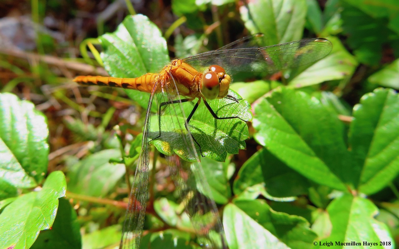 21-female ruby meadowhawk dragonfly
