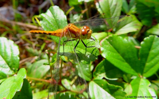 21-female ruby meadowhawk dragonfly