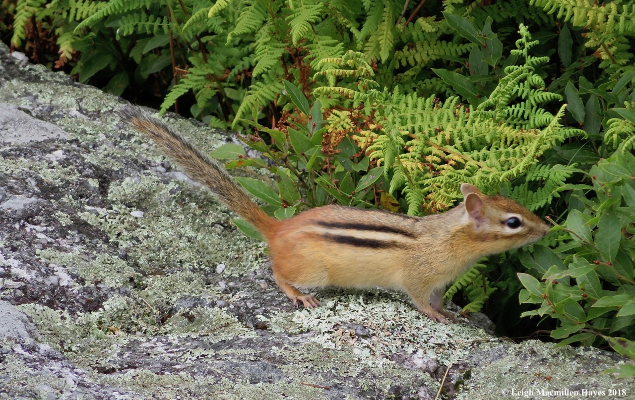 22-chippie eating berries