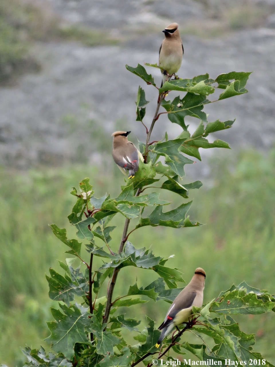24-cedar waxwings