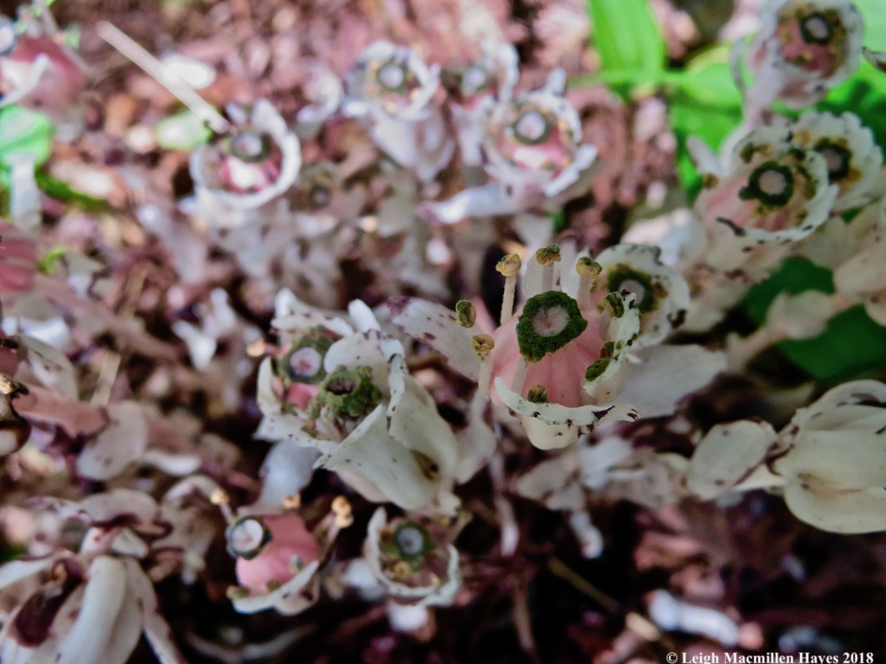 27-mother load of Indian pipe