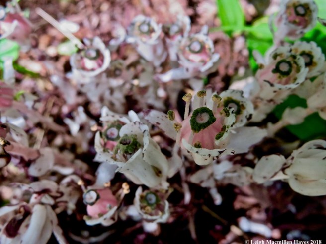 27-mother load of Indian pipe