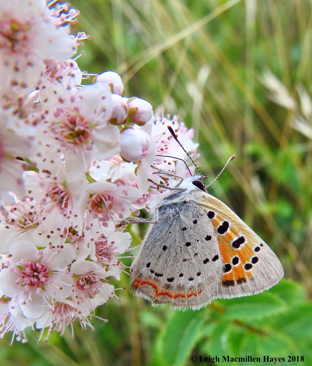 28-American Copper Butterfly