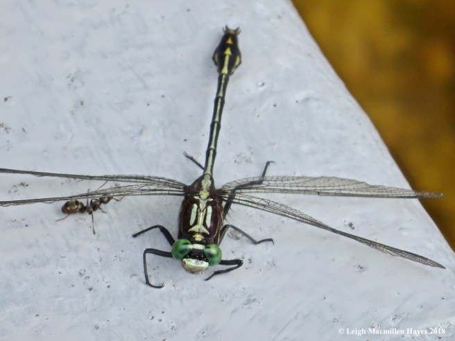 3-lancet clubtail and ant