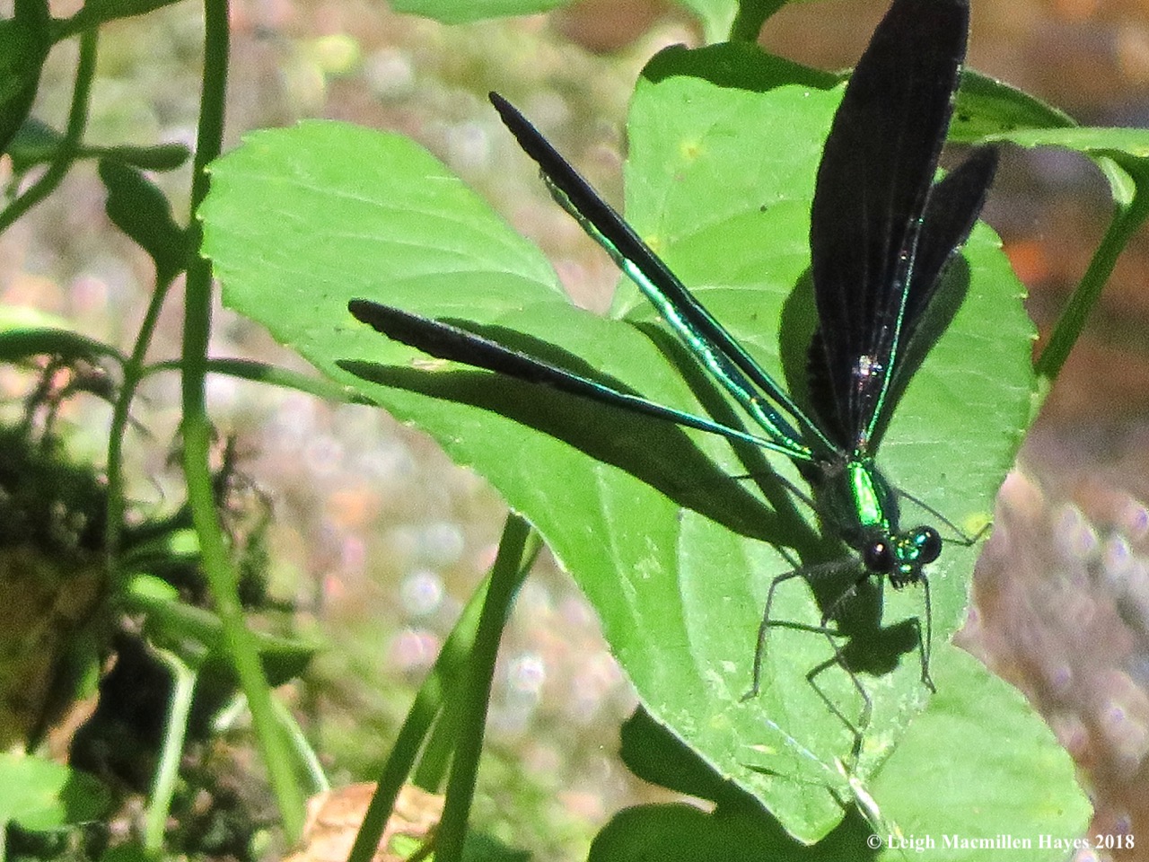 3-male ebony jewelwing