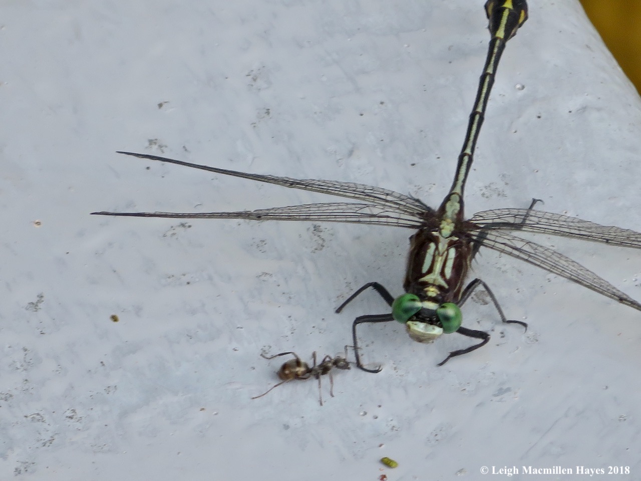 4-ant tickling dragonfly