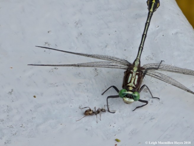 4-ant tickling dragonfly