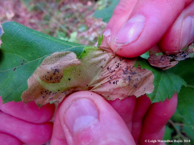 4-leaf miner scat