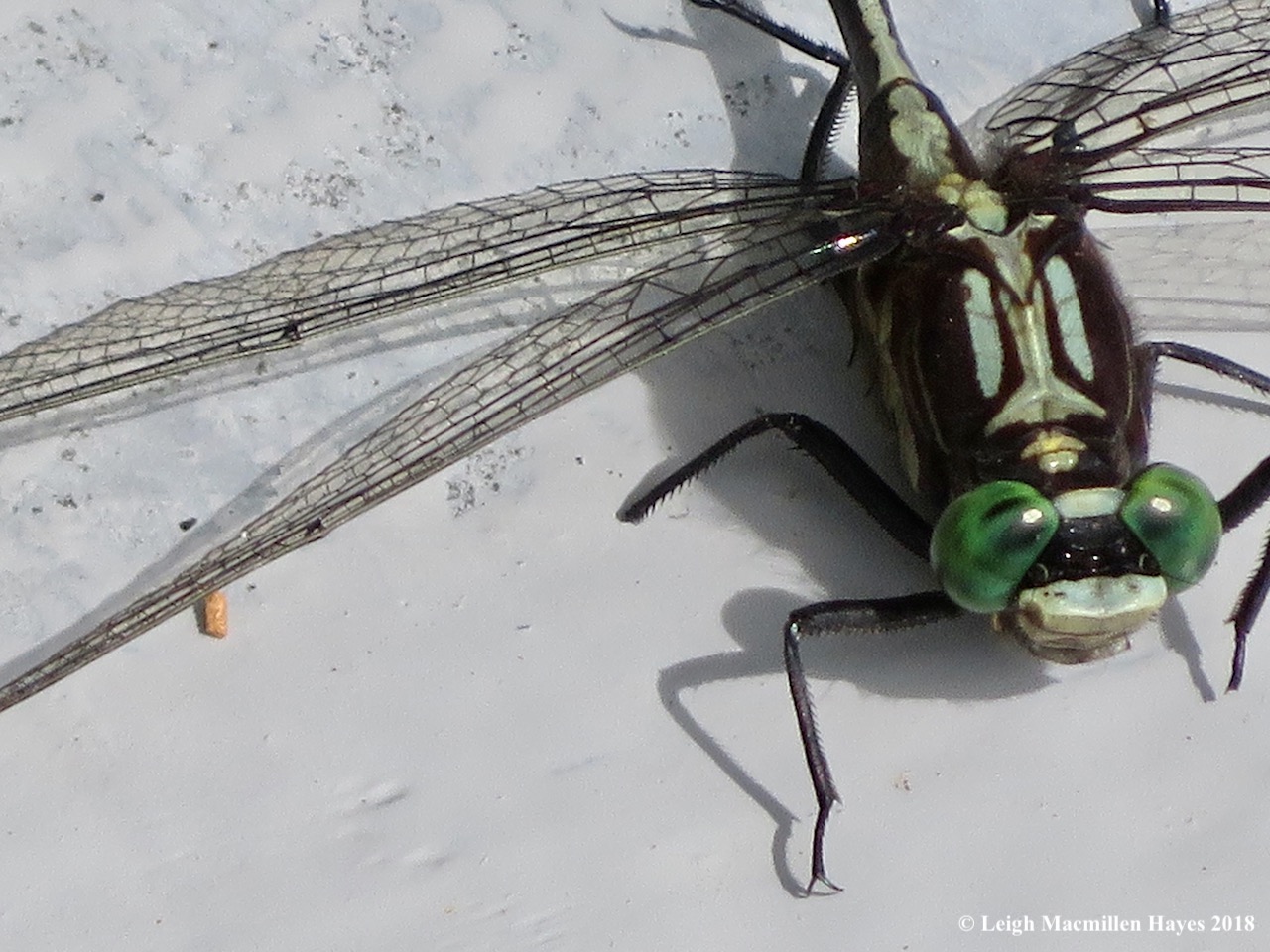 5-lancet minus one tarsus