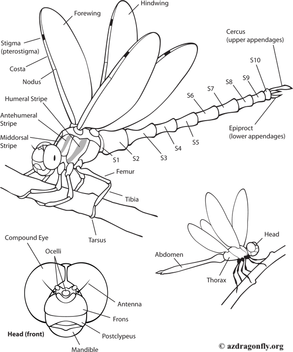 6-dragonfly_anatomy