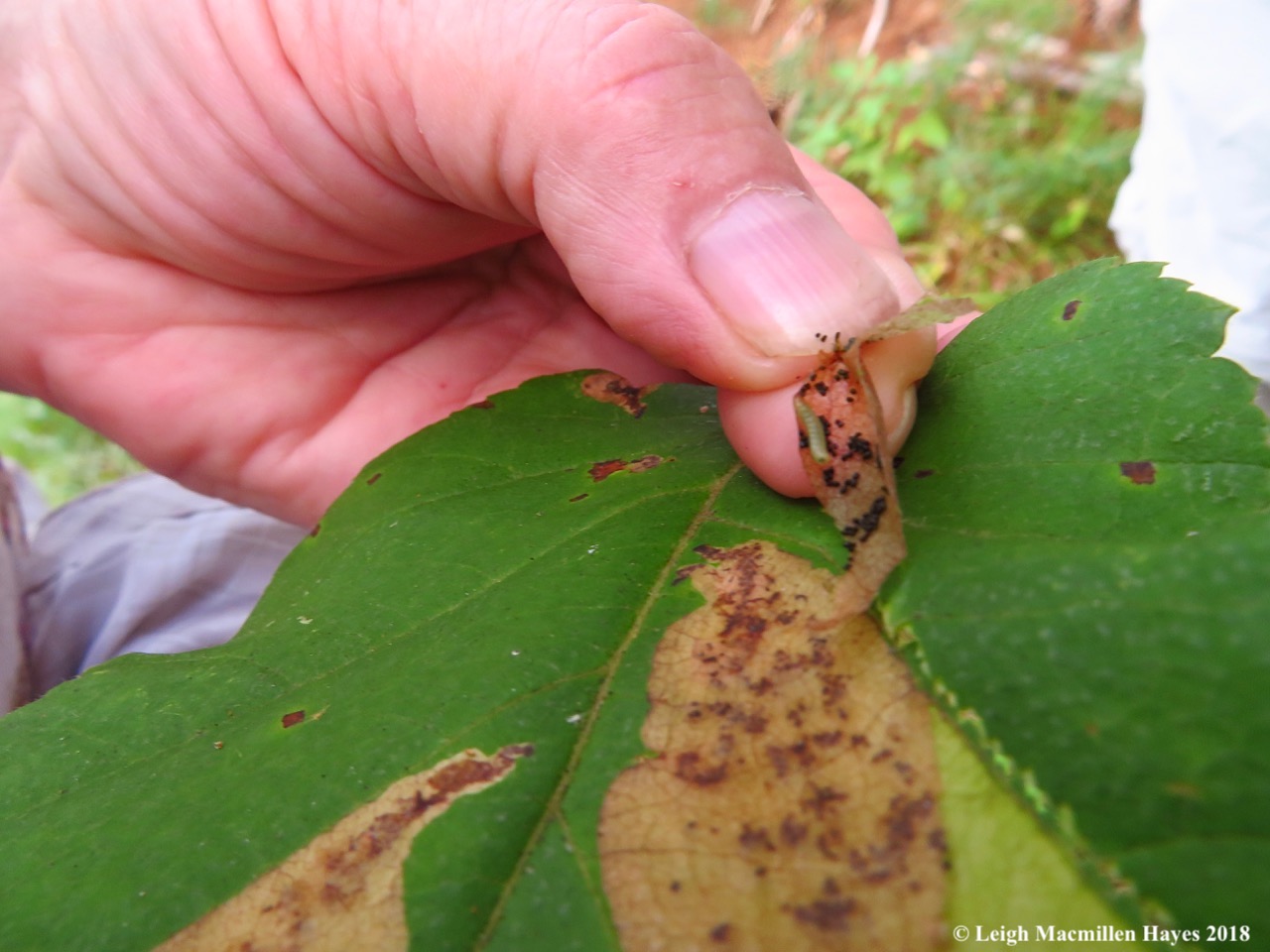 6-leafminer pupa