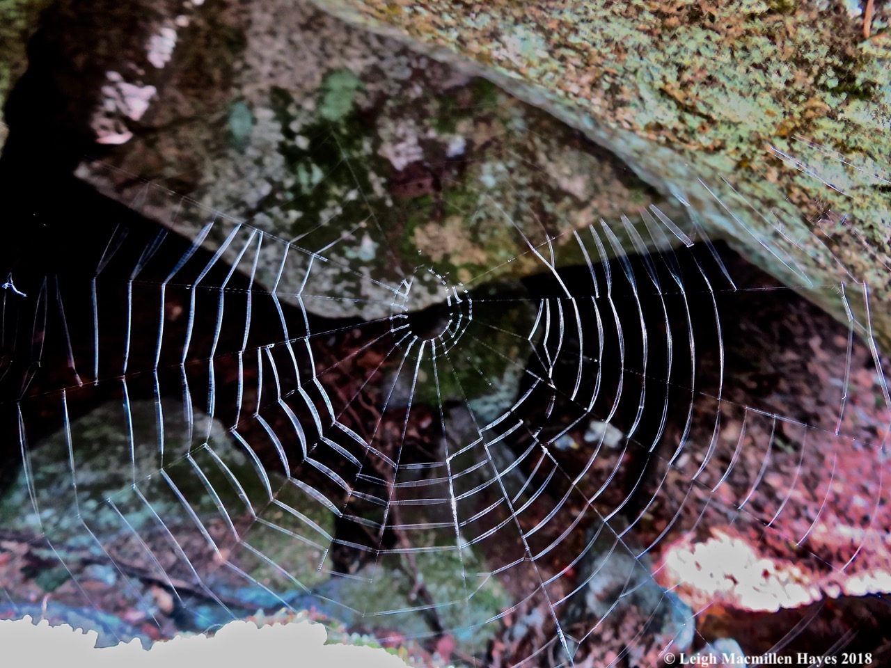 6-spider web