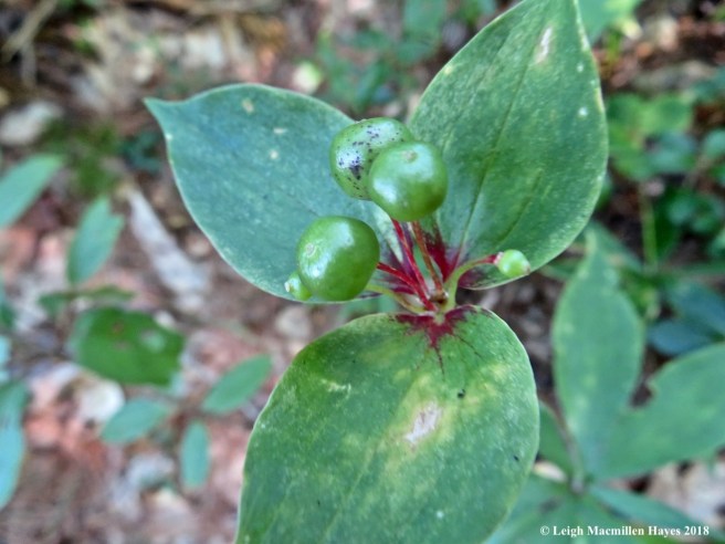 7-Indian Cucumber Root