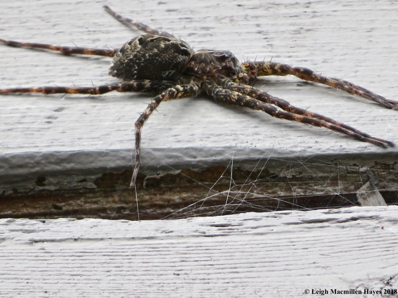 8-fishing spider