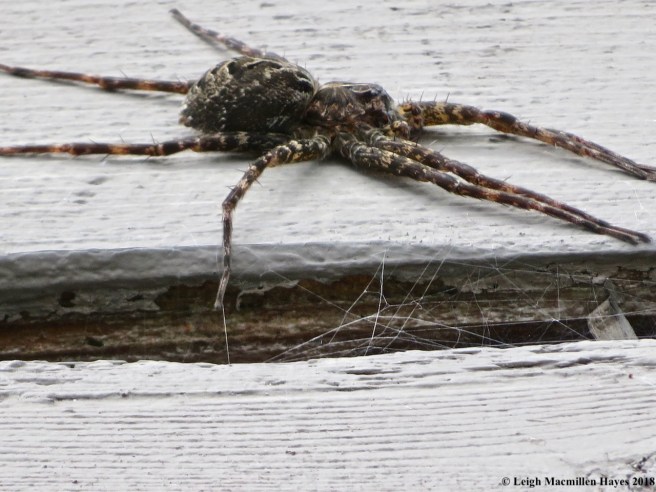 8-fishing spider