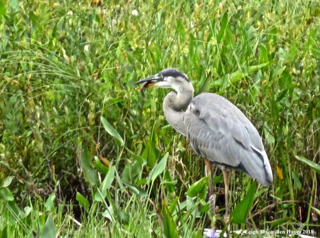 j12-securing the catch