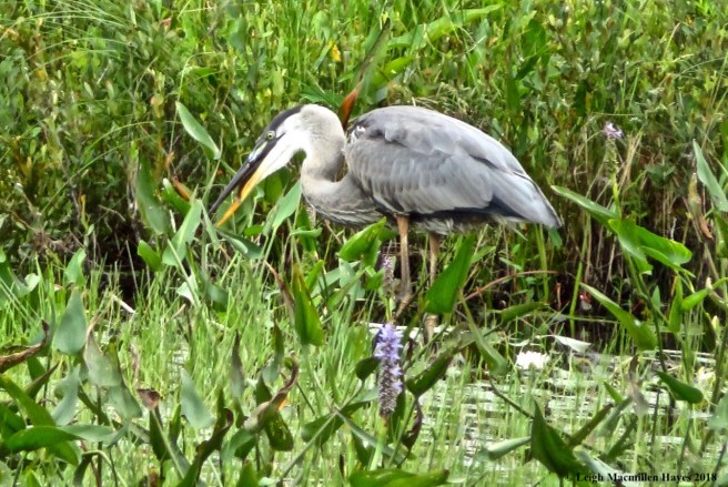 j14-lunch making its way down