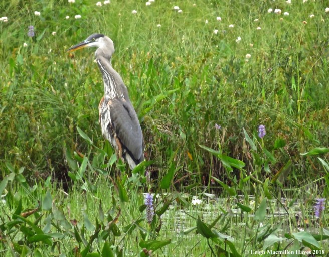 j16-down the throat it goes