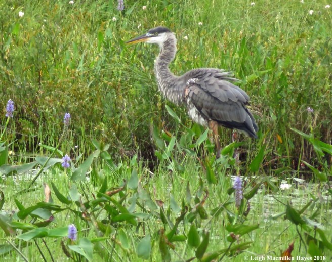 j16-feathers ruffled