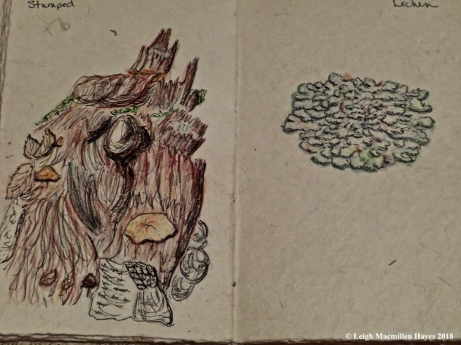 j25-stump and lichen