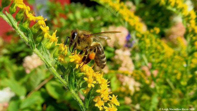1-worker honeybee foraging