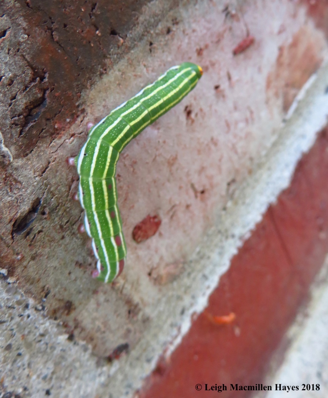 10-Northern Pine Sphinx