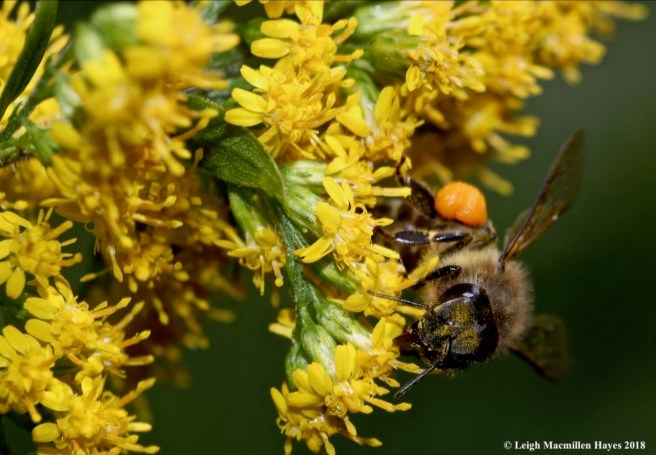10-pollen all over body